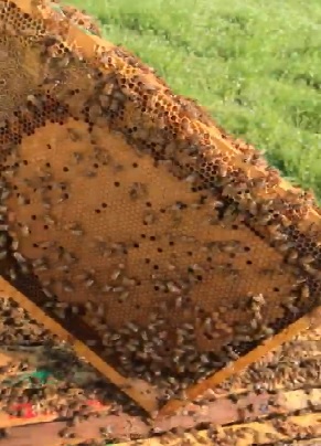 Spopolamenti di api bottinatrici in atto