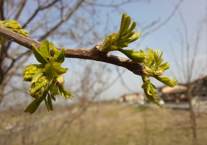 Bollettino fenologico della Robinia del 15 aprile 2021 e confronto con la situazione del 16 aprile 2020