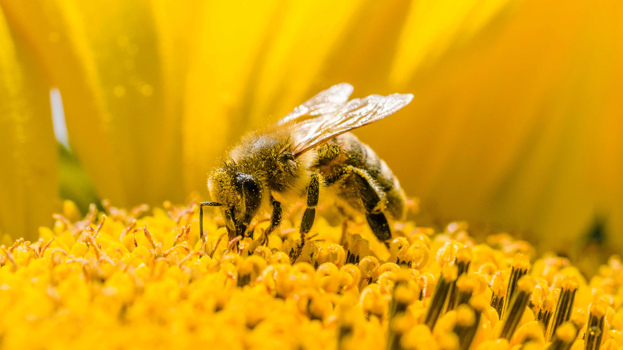 17 aprile – Seminario online “misure di prevenzione dei pericoli connessi alla produzione di miele e dei prodotti dell’alveare”