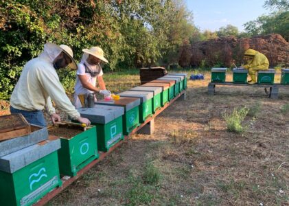 19 dicembre – Seminario in presenza: “PARLIAMO DI APICOLTURA: Resoconto degli ultimi anni di prove di campo dell’apiario associativo di Bergamo”